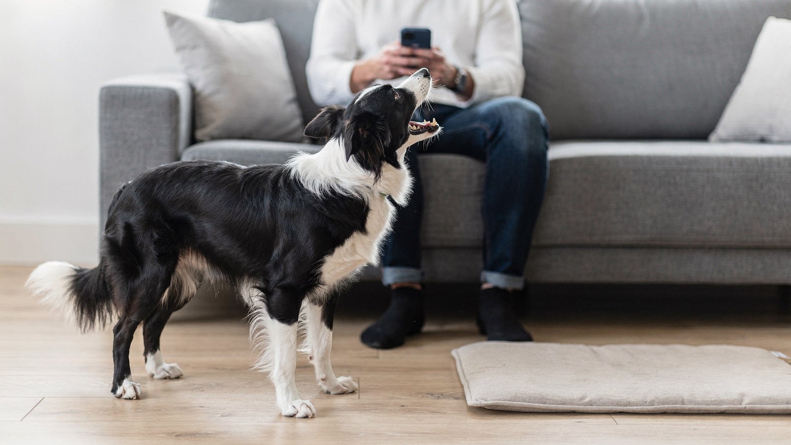 Dog barking for attention: how to stop demand barking