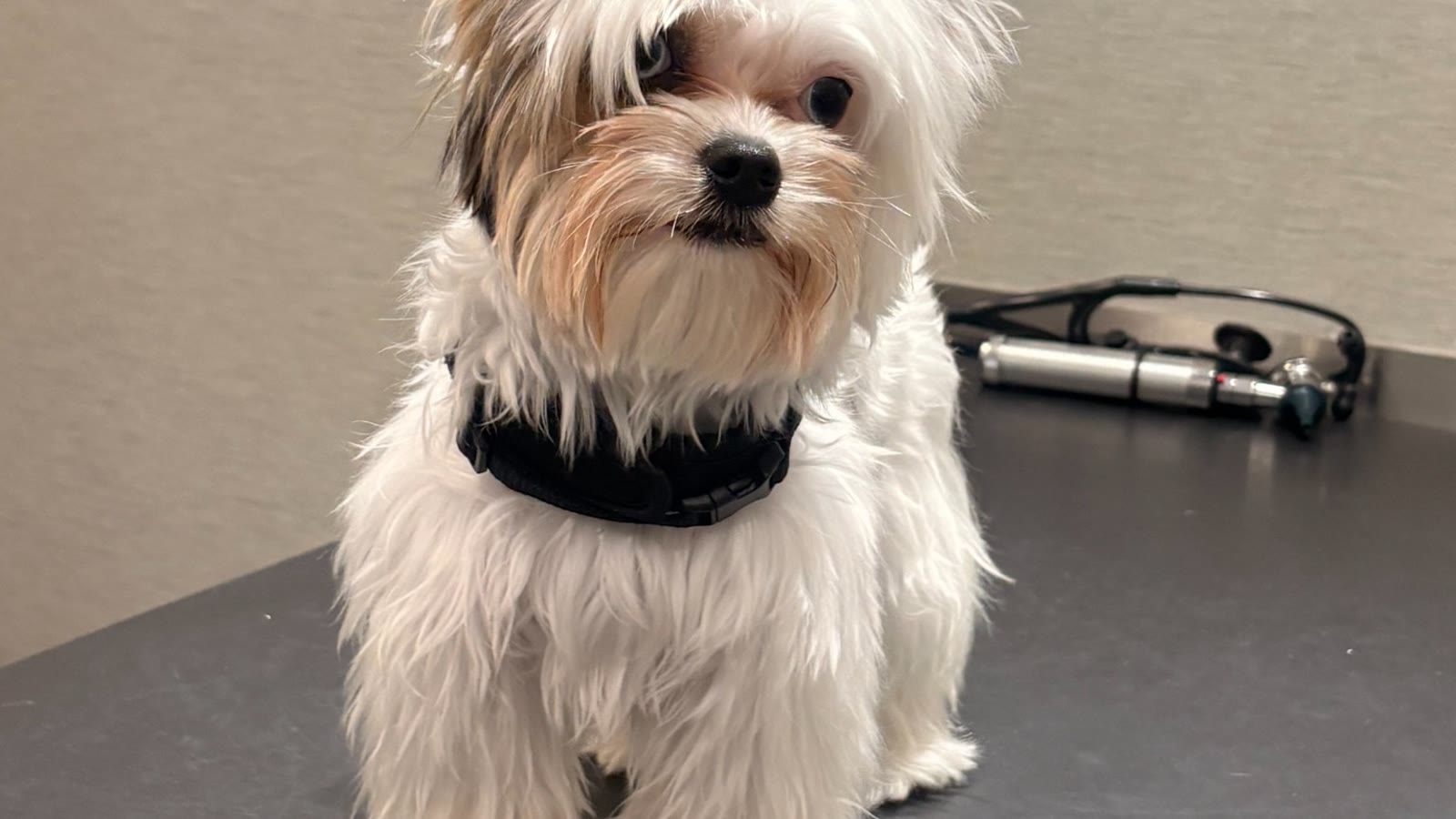 Chin rest: cooperative care positioning on palm or lap
