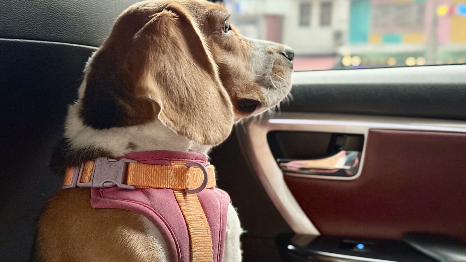 Threshold wait at the car door: curb and boot manners