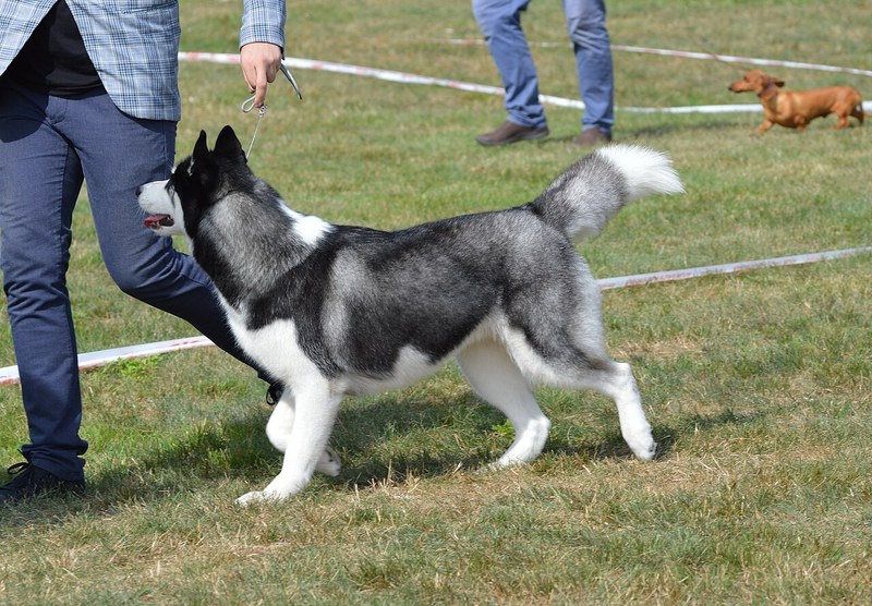 Alaskan Malamute