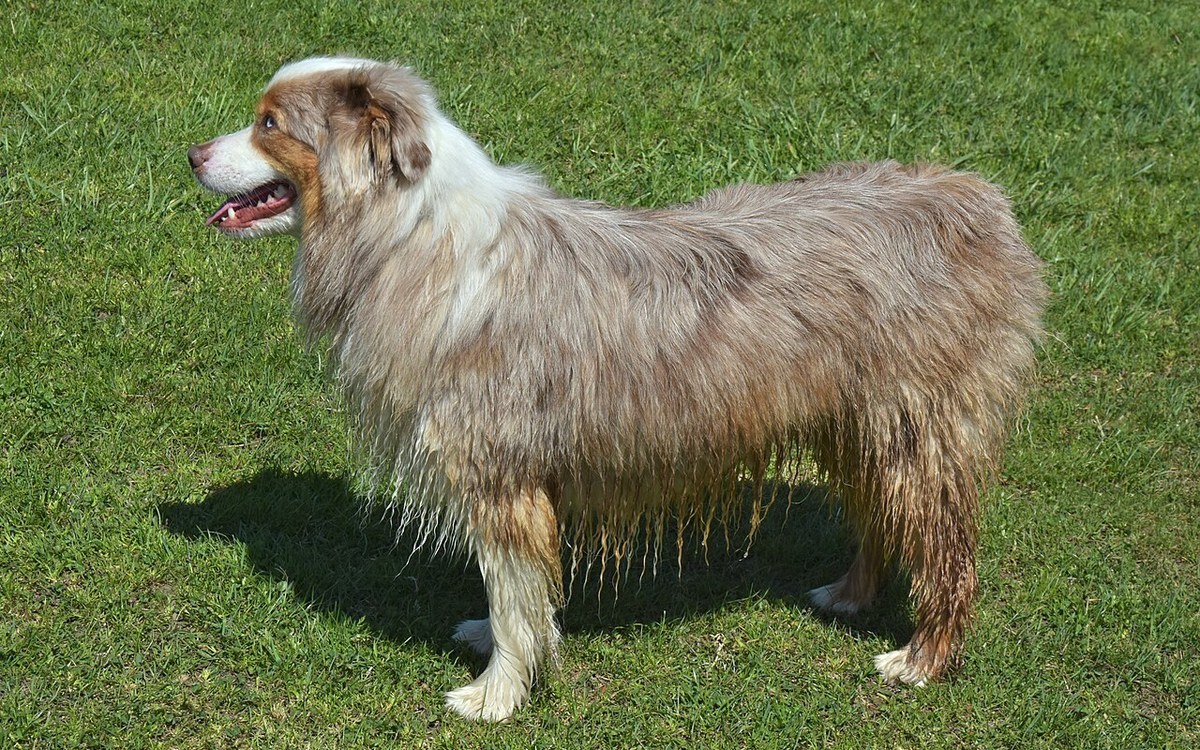 Australian Shepherd
