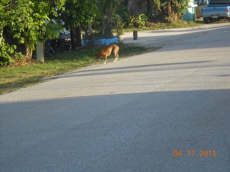 Basenji