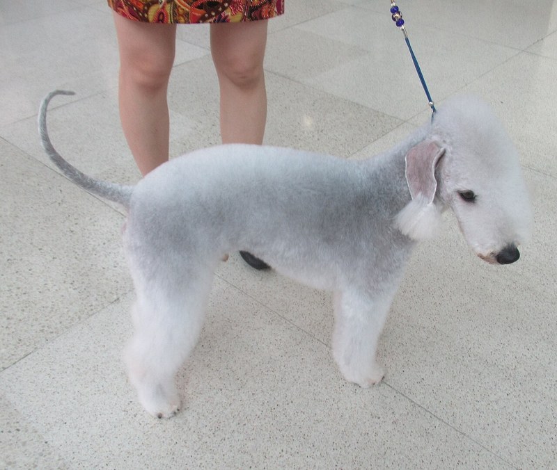 Bedlington Terrier