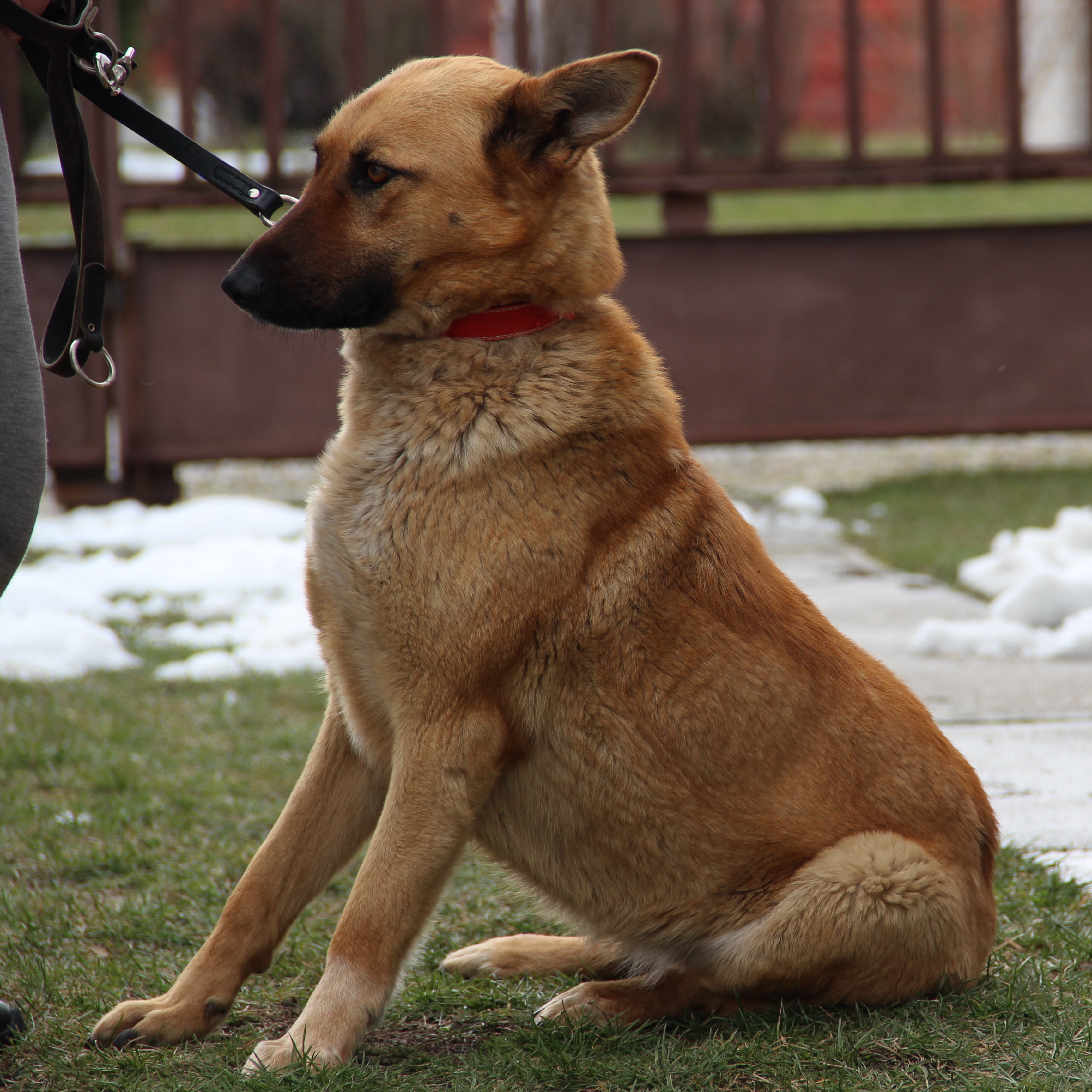 Belgian Malinois