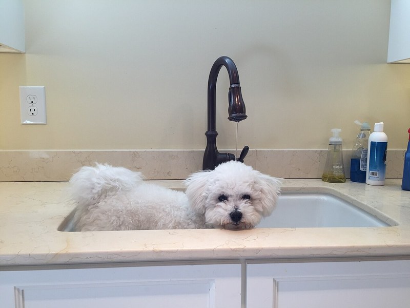 Bichon Frise