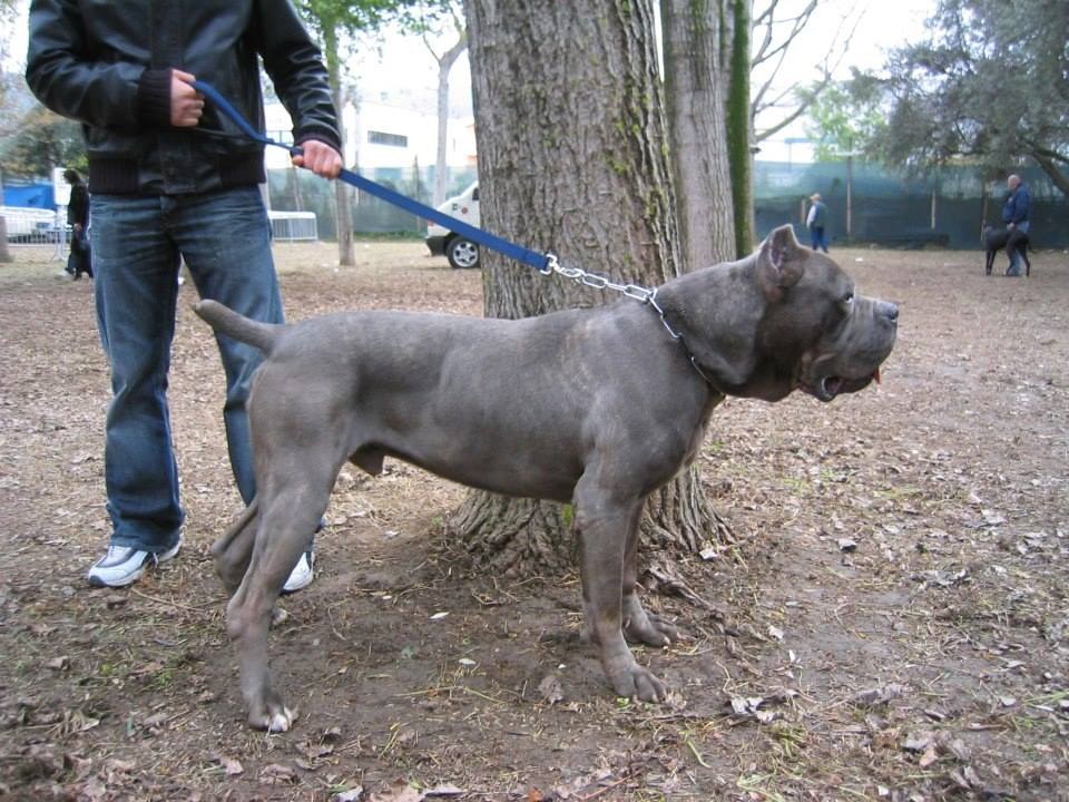 Cane Corso