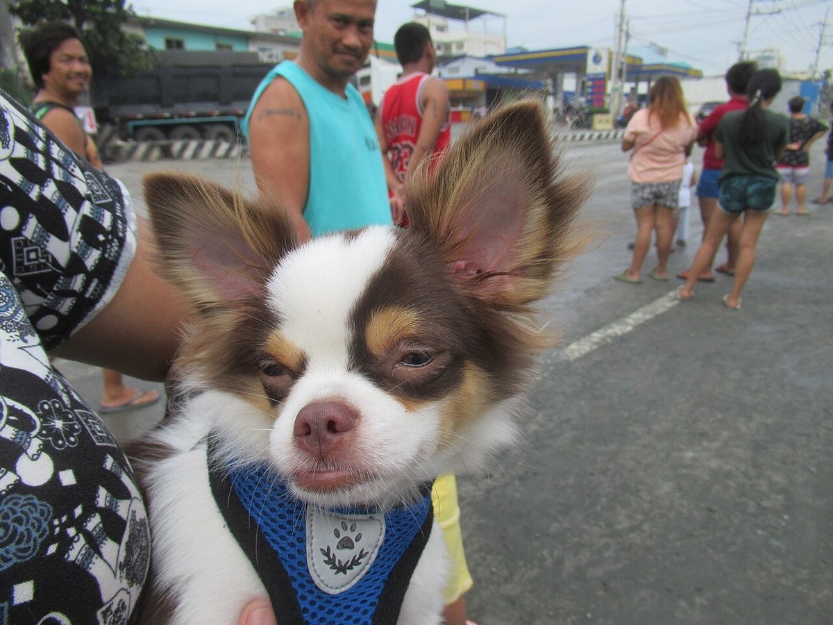 Chihuahua