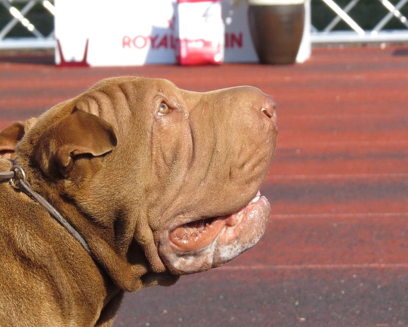 Chinese Shar-Pei