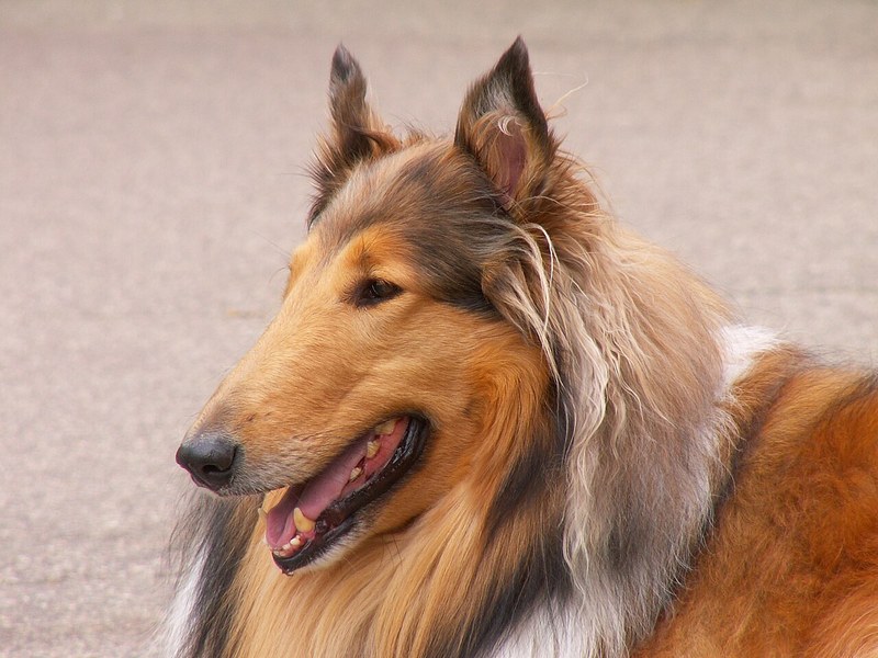 Collie