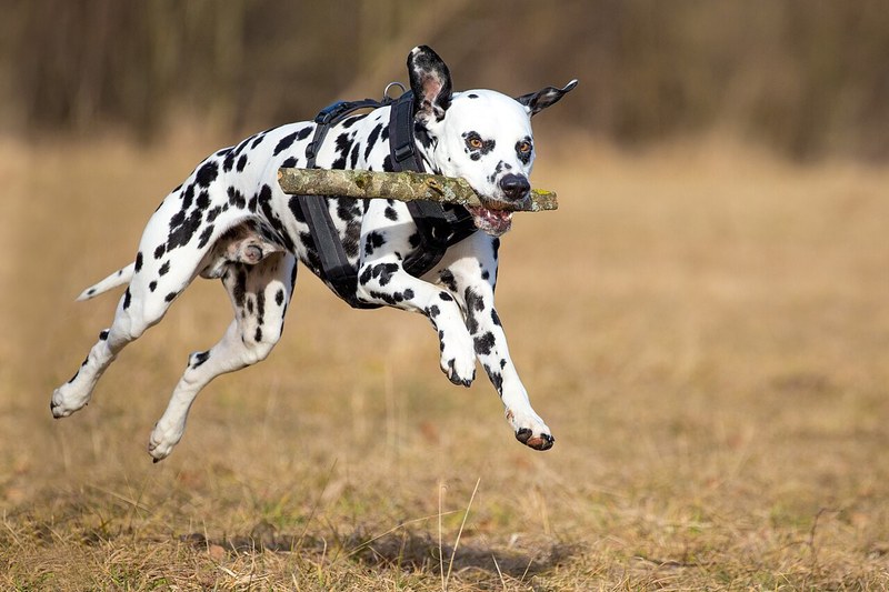 Dalmatian