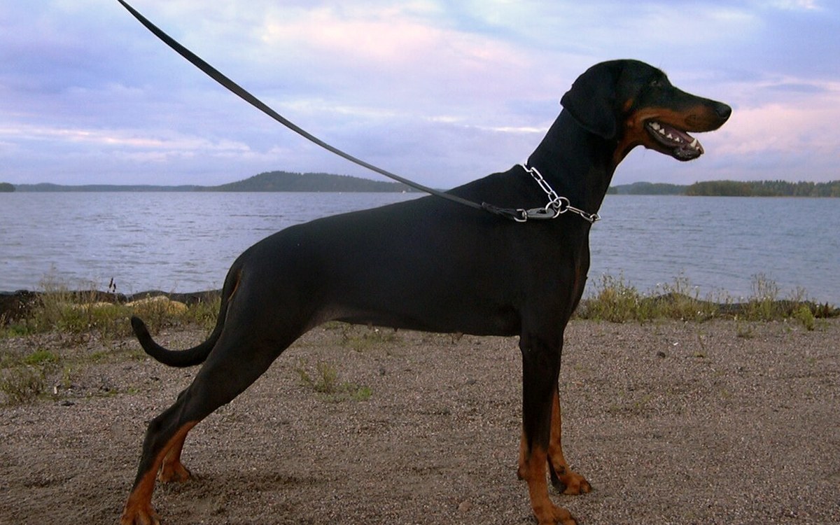 Doberman Pinscher