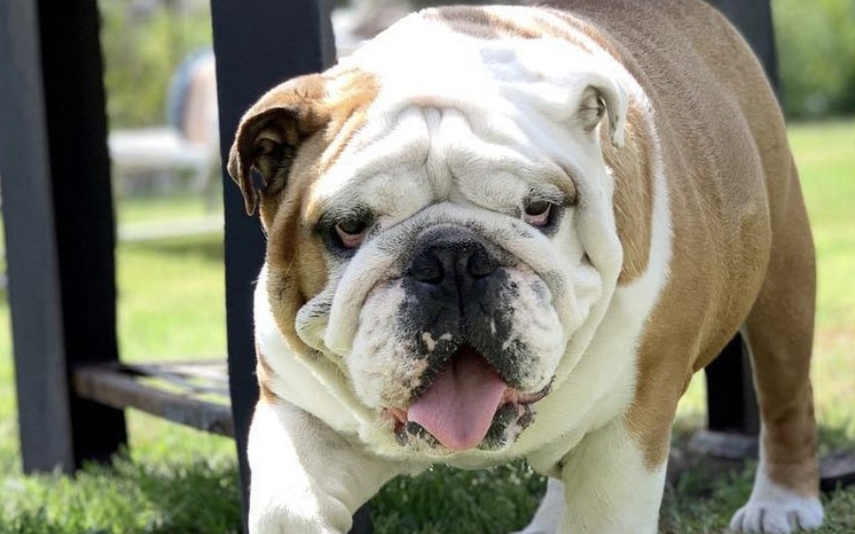 English Bulldog