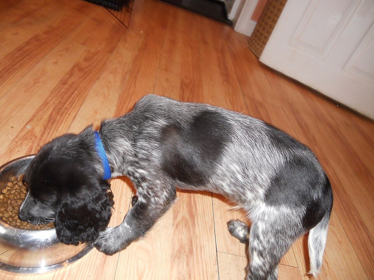 English Cocker Spaniel