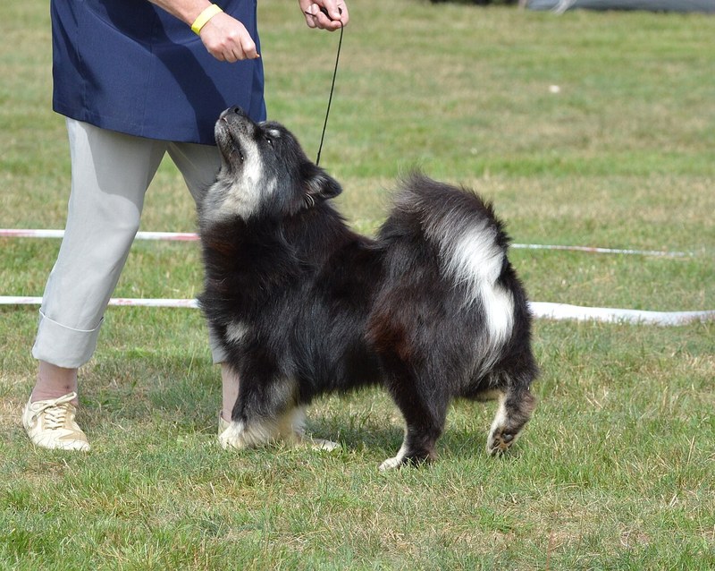 Finnish Lapphund