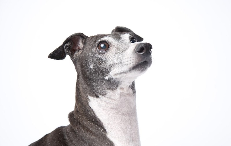 Italian Greyhound