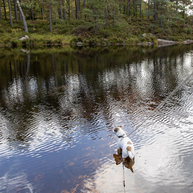 Jack Russell Terrier