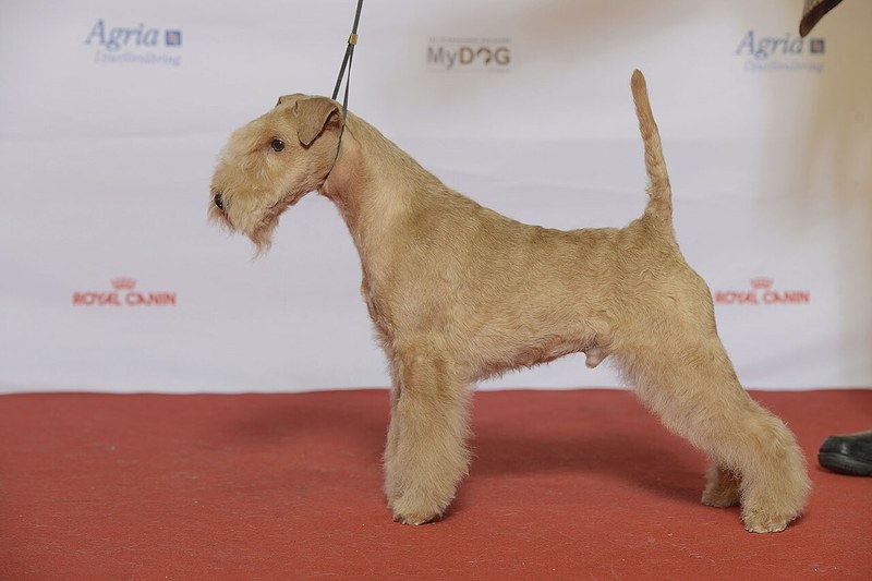 Lakeland Terrier