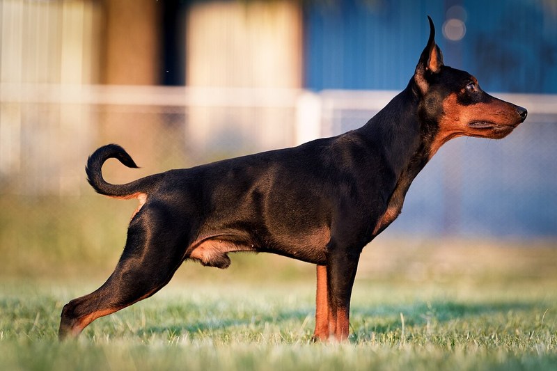 Miniature Pinscher