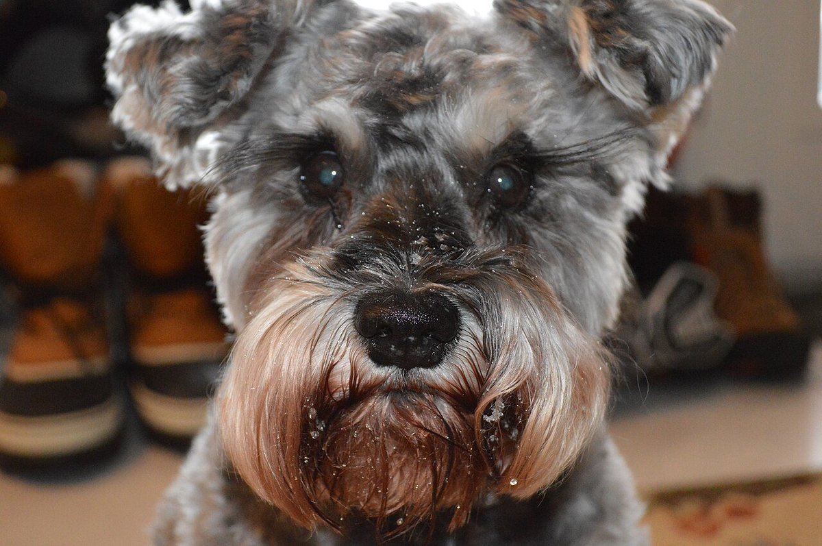 Miniature Schnauzer