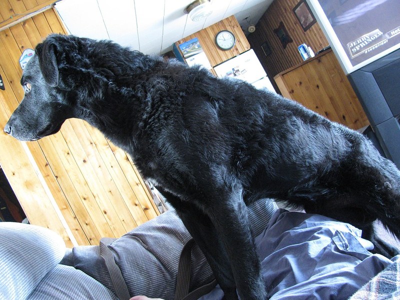 Newfoundland
