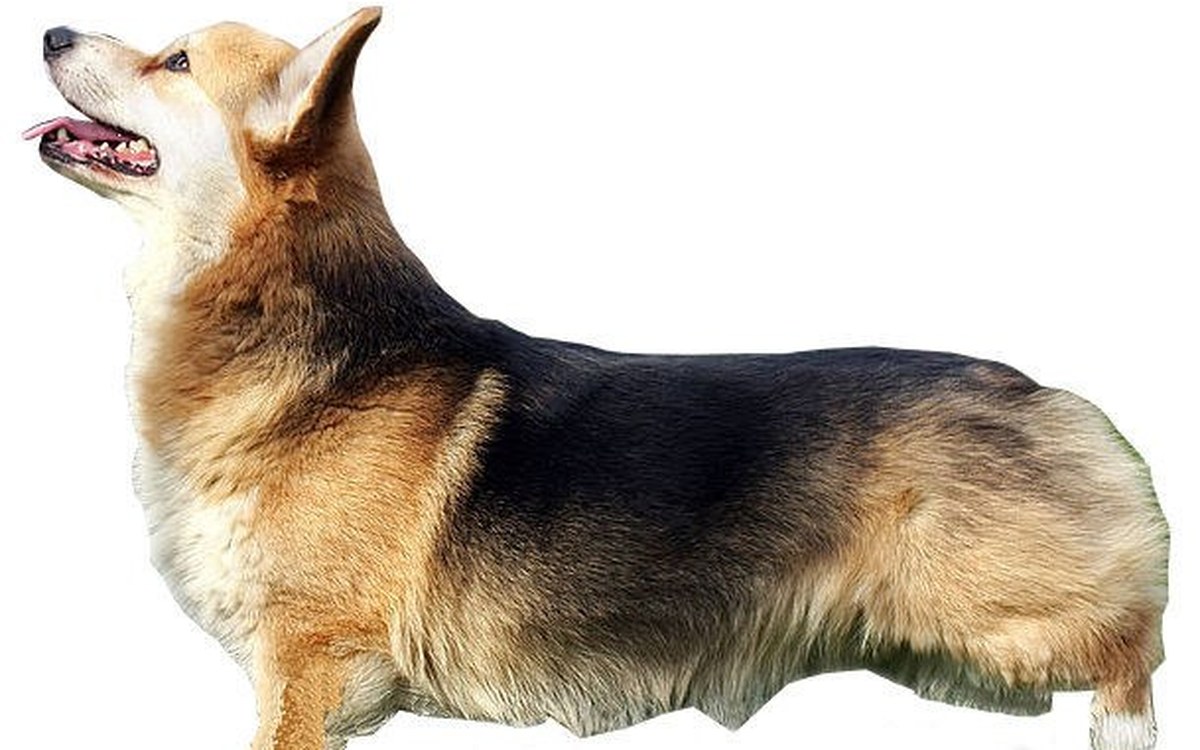 Pembroke Welsh Corgi