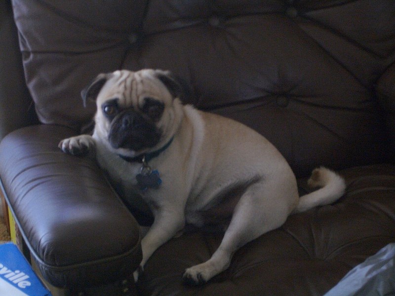 Pug