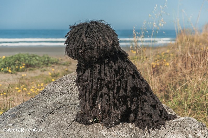 Puli