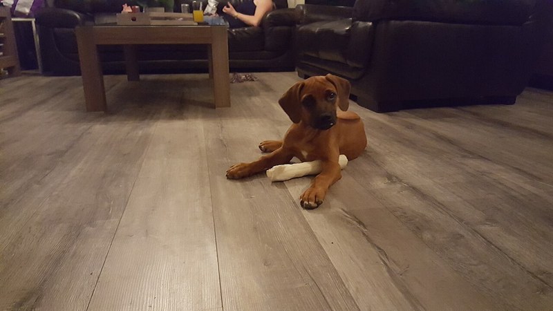 Rhodesian Ridgeback