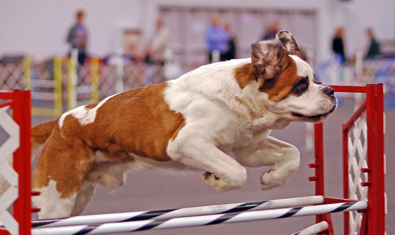 Saint Bernard