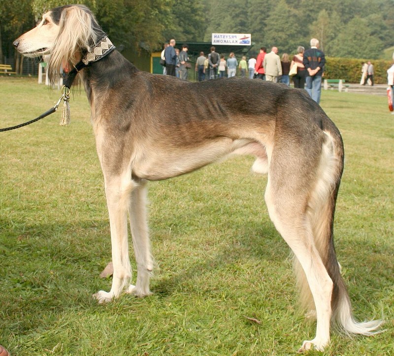 Saluki