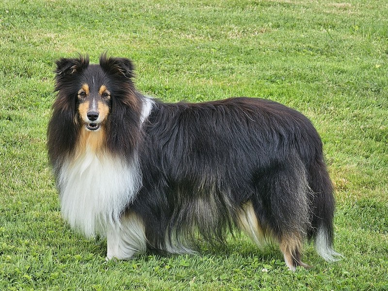 Shetland Sheepdog