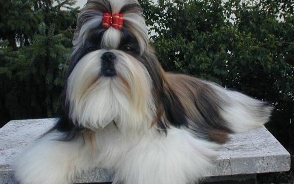 Shih Tzu