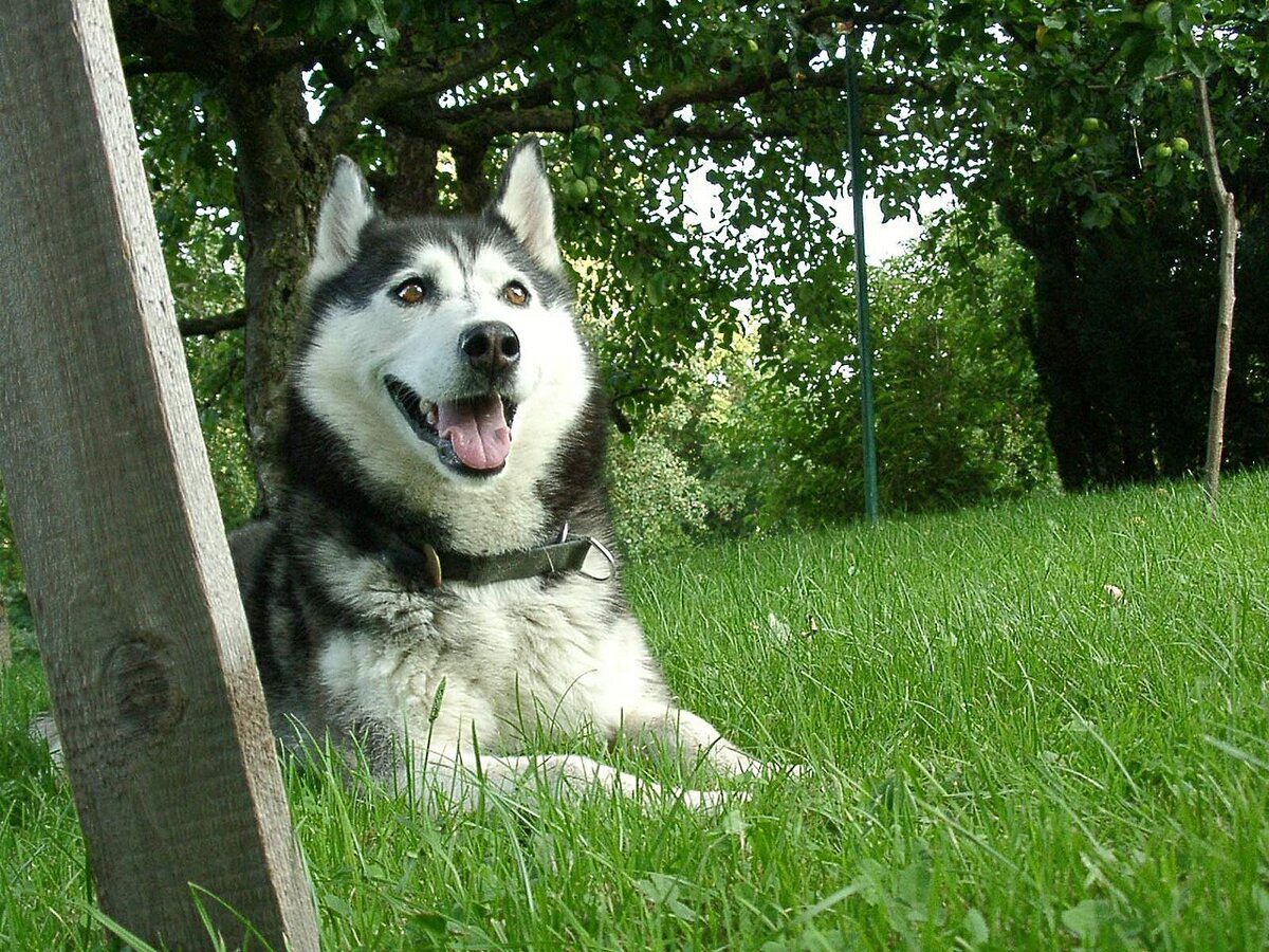 Siberian Husky