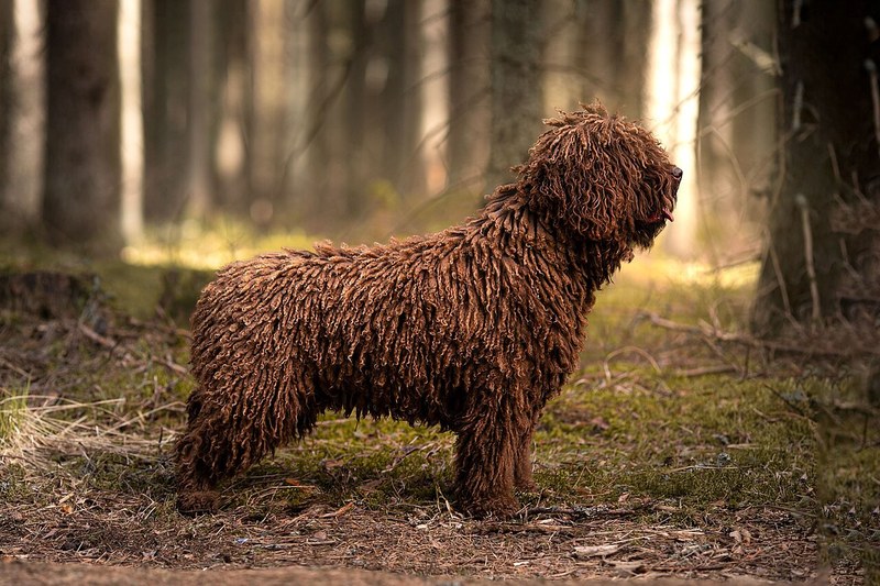 Spanish Water Dog