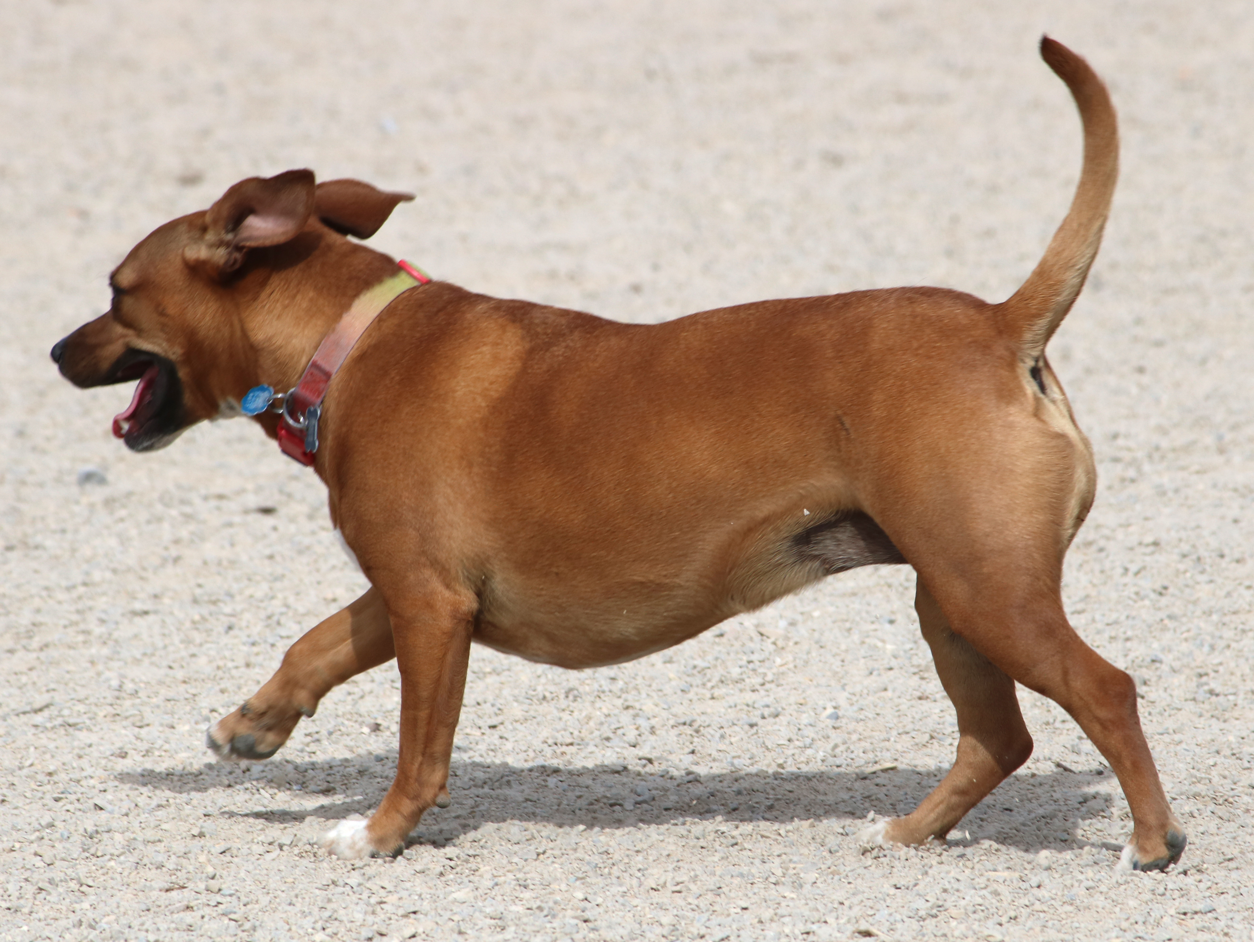 Staffordshire Bull Terrier