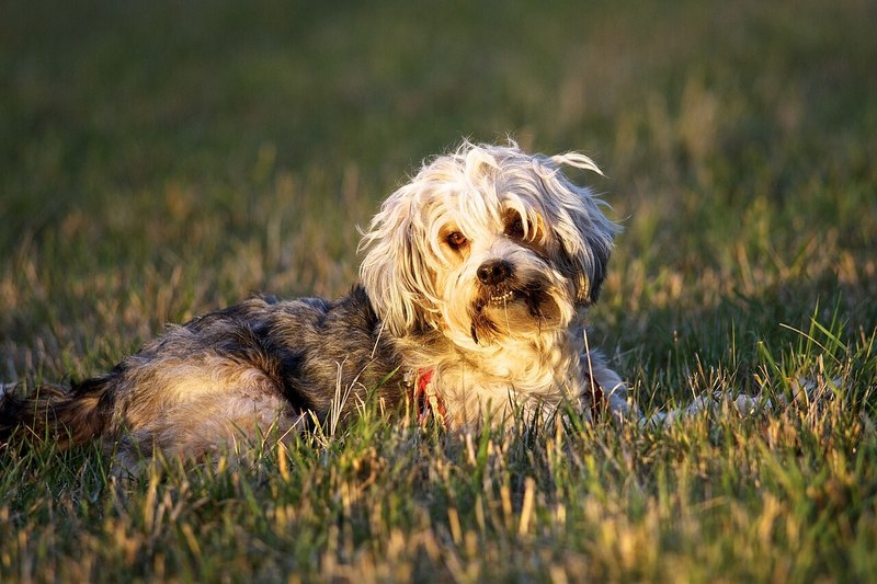 Tibetan Terrier
