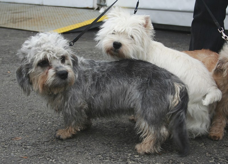 West Highland White Terrier