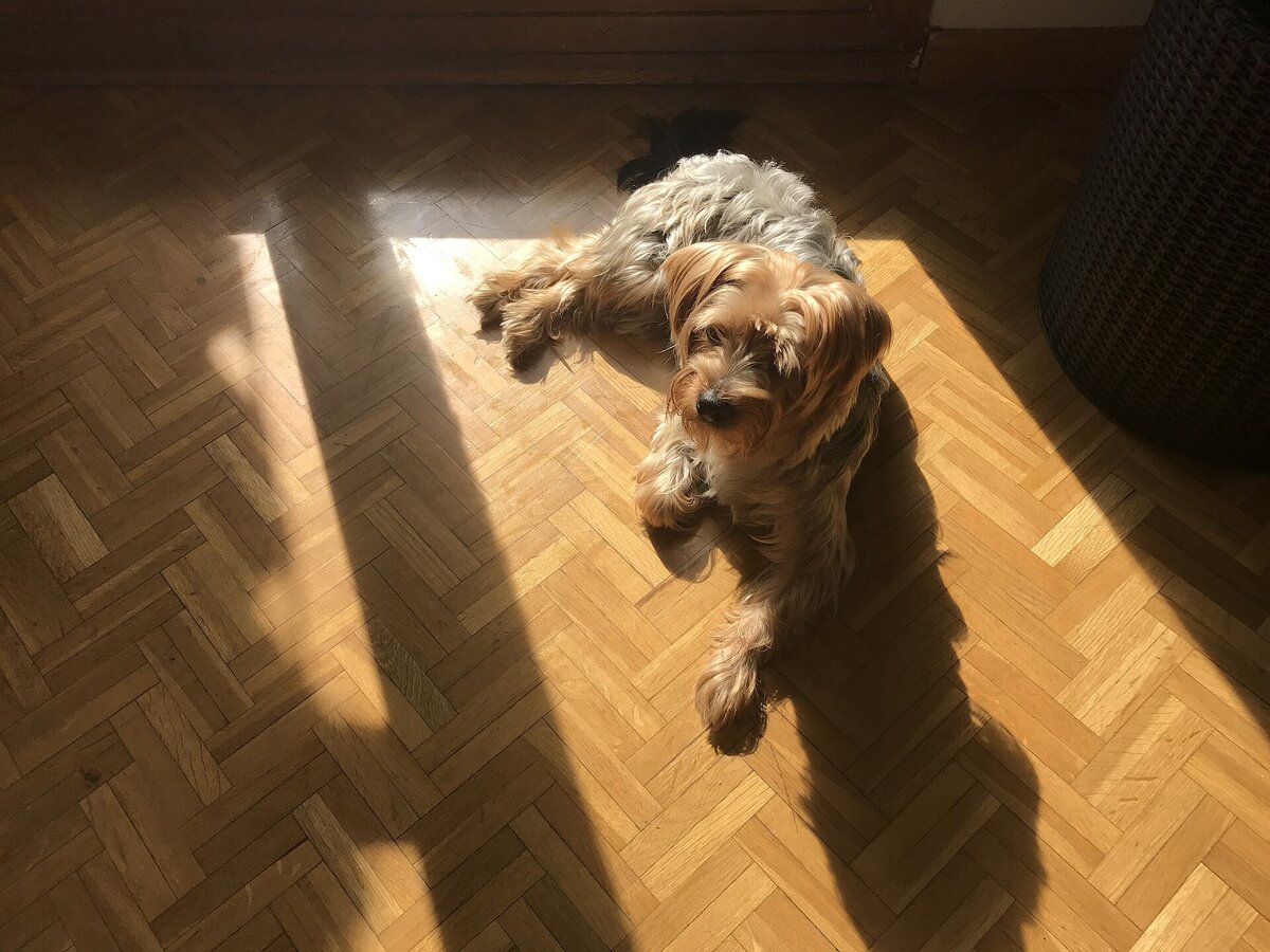 Yorkshire Terrier