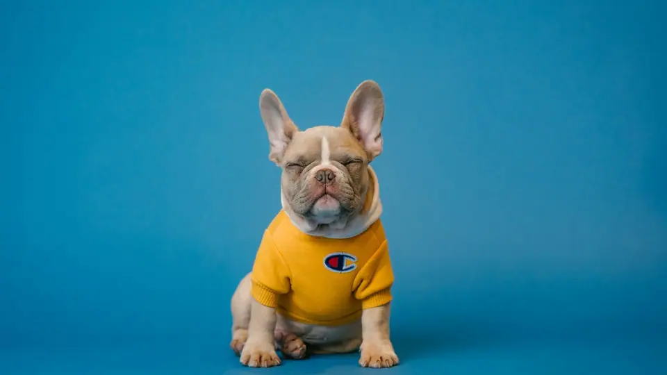 French Bulldog puppy in a yellow shirt sitting against a blue background