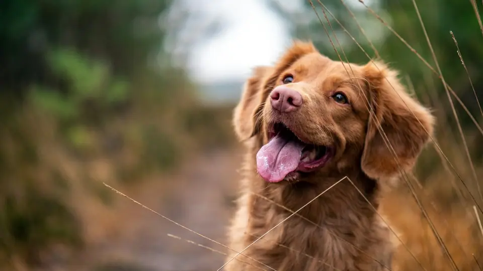 Adolescent retriever-type dog looking up outdoors with its mouth open