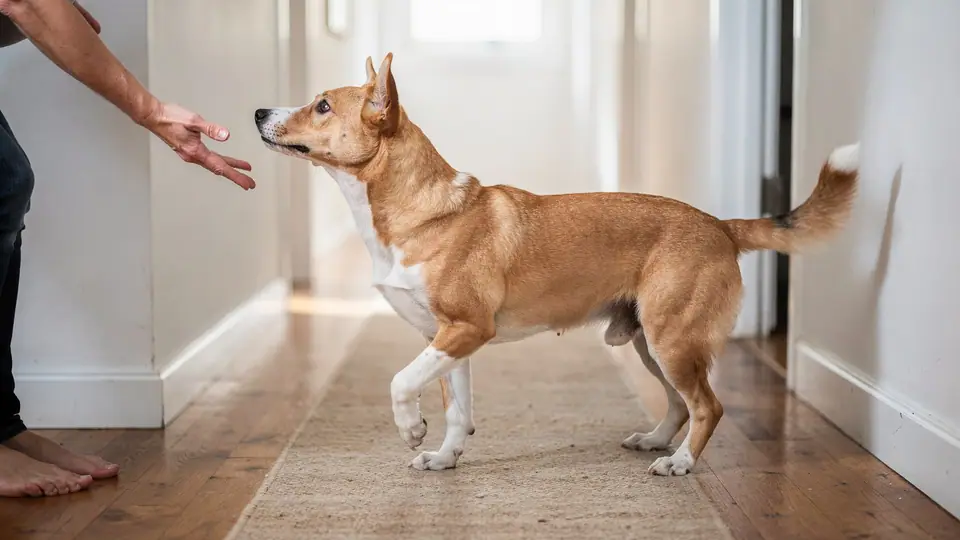 Photo illustrating: How to teach a dog to back up: a simple step-by-step