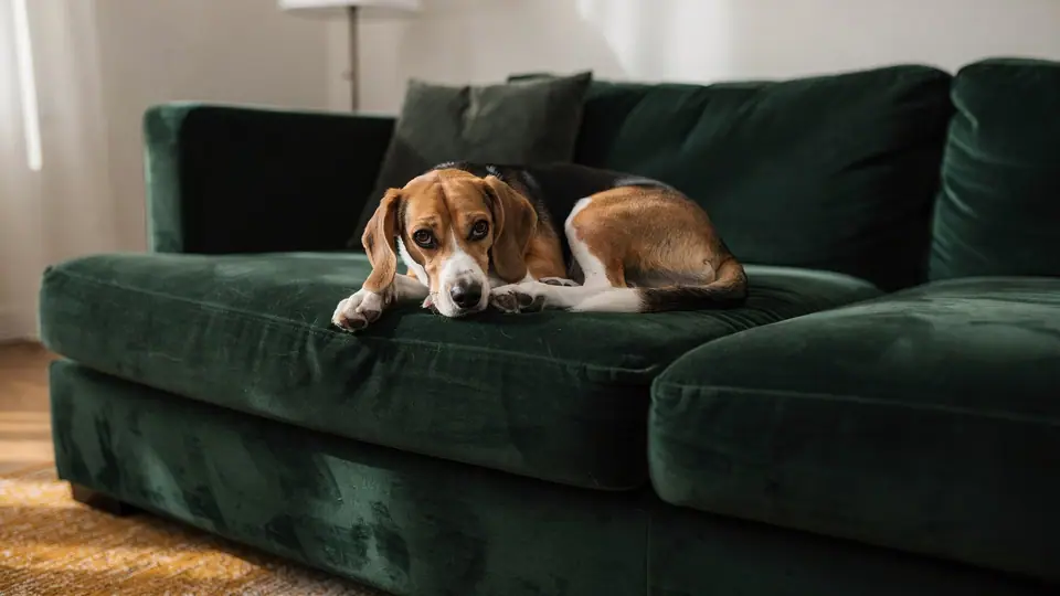 Photo illustrating: Dog growls when moved off couch: what to do