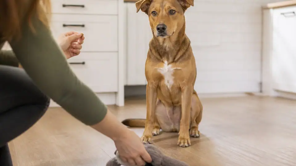 Dog sitting and looking up at its owner after dropping an item