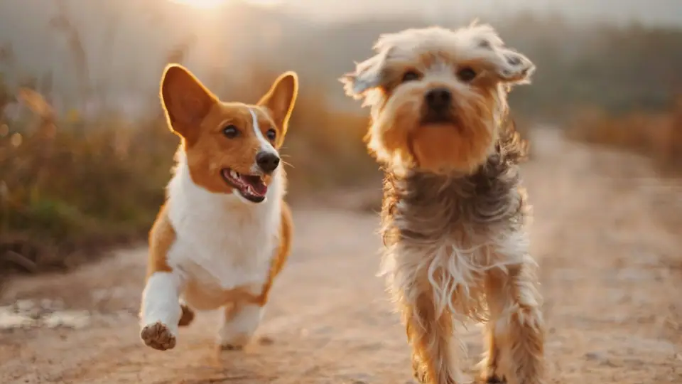 Corgi and terrier meeting on a path at sunset