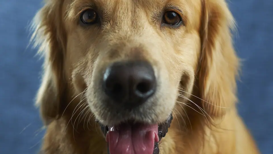 Golden Retriever looking up attentively, close-up