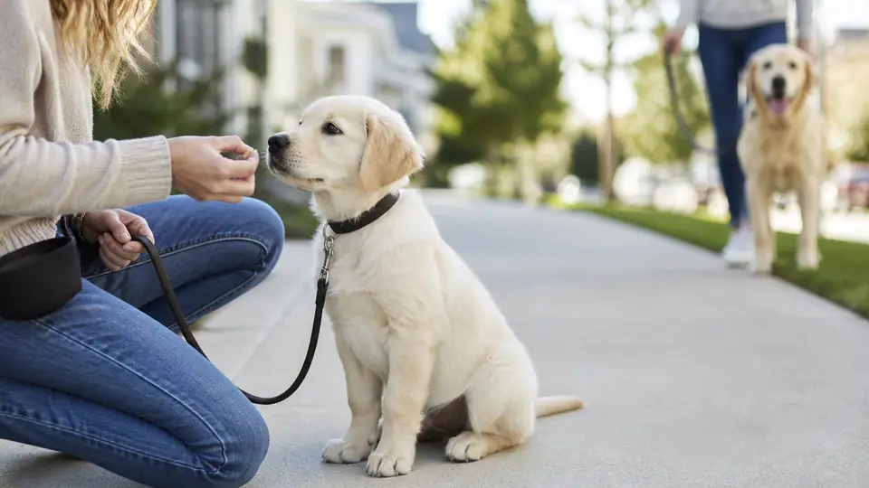 Owner kneeling with a Golden puppy on a lead watching the street