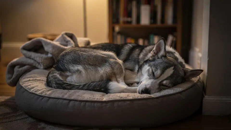 Photo illustrating: Dog snaps when touched while sleeping: what to do