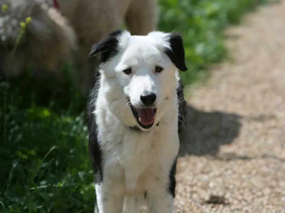 Border Collie