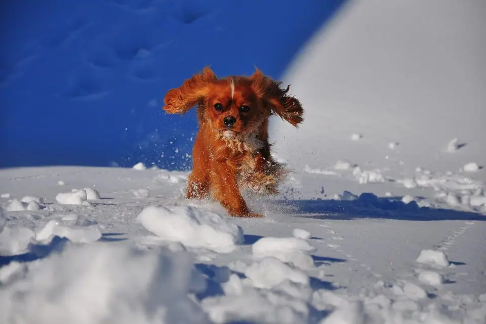 Cavalier King Charles Spaniel