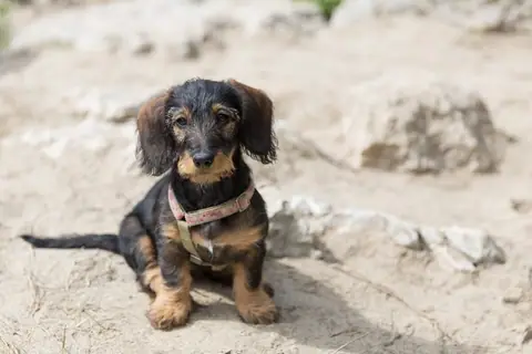 Dachshund